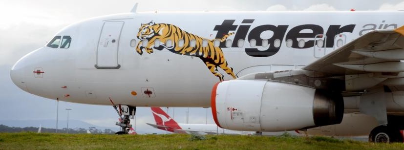 tiger