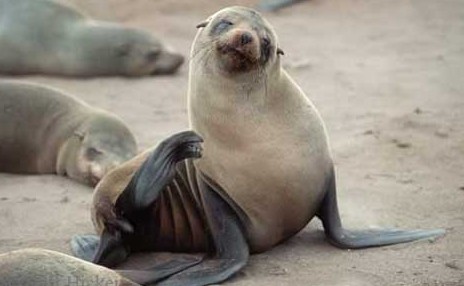 fur seal