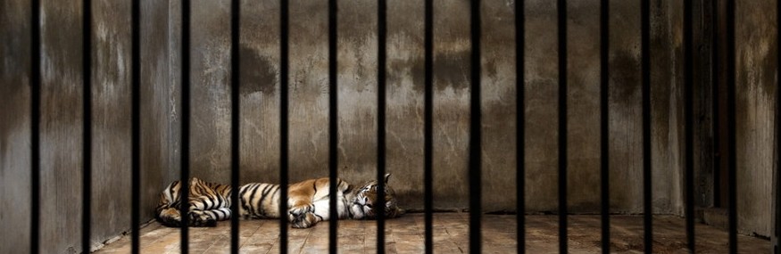 cage tiger