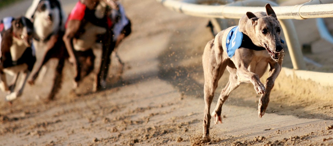greyhound- walkley racing