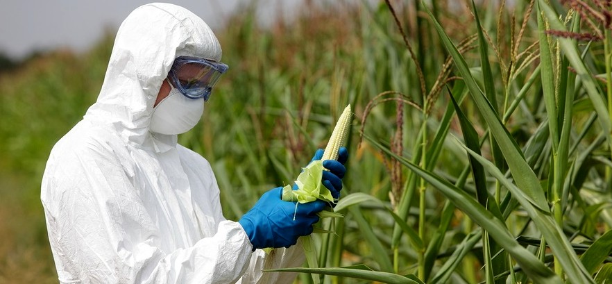 toxic-gmo-glyphosate-corn1
