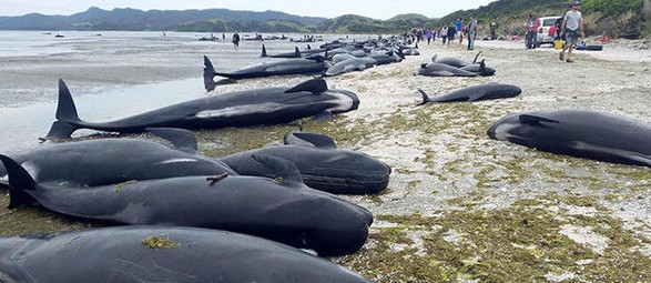 volunteers-whales-stranding-beached-golden-bay-765543