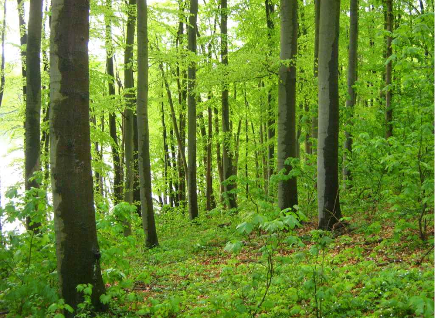 forest