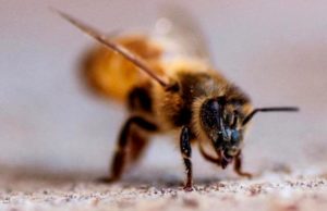 Humanity In Crisis, Part 7: Mass Extinction and The Death of Bees