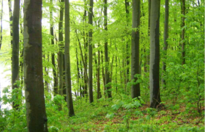 What’ll It Be, Justice McClellan: Forest or Trees? Part 17 of Gumshoe’s Royal Commission Series