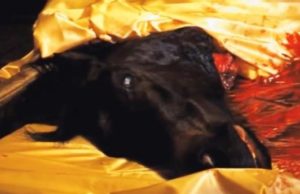 Manna from Heaven! — A Radio Jock Takes Candidate Maxwell Down Conspiracy Lane