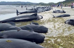Whales are Dying — Why?