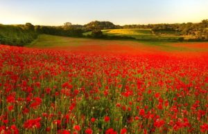 In Flanders Fields the Poppies Blow