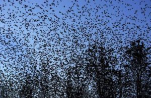 Alfred Hitchcock or 5G? Birds are Dying Near Newly Installed Towers?