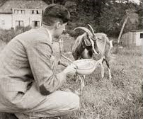 Orwell feeding his goat