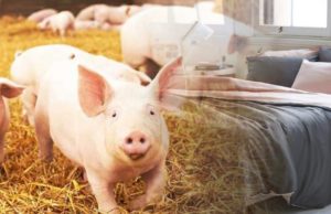 Beds without Sheets, and the Non-Existent Fixated Persons Act