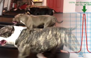 Testing 5G Safety — 60GHz Treadmill Challenge for ARPANSA
