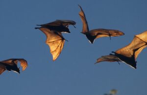 Mikovits, 5G, and Economic Collapse, Part 6: Whose Got Bats in the Belfry Now?