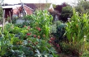 Start Growing and Preserving Your Own Food