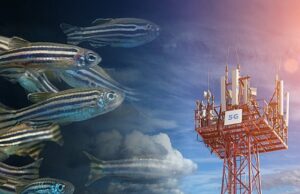 Two Days With Zebrafish Proves We’re Safe With 5G