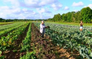 Ice Age Farmer Reports on War on Global Food Supply and Engineered Famine