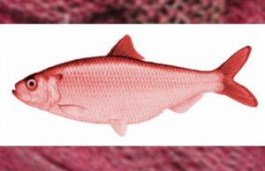 Covid Is One Great Big Red Herring. Listen to Corbett and Fuellmich