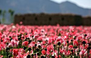 Developments in Afghanistan are Reaching a Critical Point