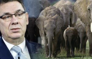 Covid Mysteries Part 3: Big Pharma, Big Government and The Herd of Elephants In The Room