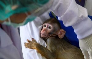 Letter to Graham Brady on Leaky Vaccines and AstraZeneca Monkey Trials