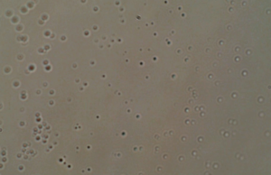 Why Not Take Your PCR Test By Gargling Some Enby Particles?
