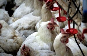 Food Scarcity Agenda — Are Digital Food Passports Coming?