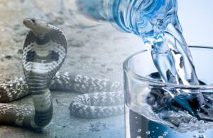 Dr Artis Explains Remdeathisvir, Cobra Venom, Cobrevax, Drinking Water, The Plandemic and Human Serpents.