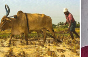 Parasites and How the World May End (L) Eustace Mullins, Photo: Wikipedia (C) Article by Colin Todhunter"India's New Rulers Are IMF, WHO, Monsanto," Photo: the ecologist.org (R) Michael Hudson, Photo: quotepark.com