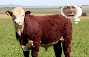 Which Came First Flatulence or Climate Change?