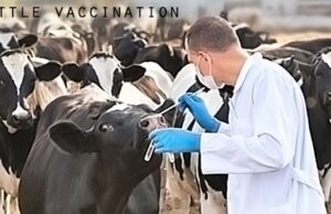 Is There A Plan To Destroy The Meat Supply via mRNA?