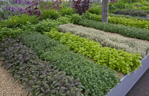 Nature Is Around Us — An Interview With A Naturopath