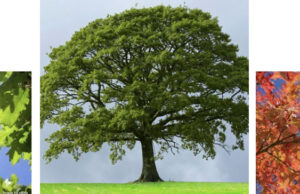 Brunson: “Justice Jeffrey Doe” Adds to The Dissent Left and right photos by indigolt, at gardeningknowhow.com Center photo: sawtooth oak tree, at pixiesgarden.com