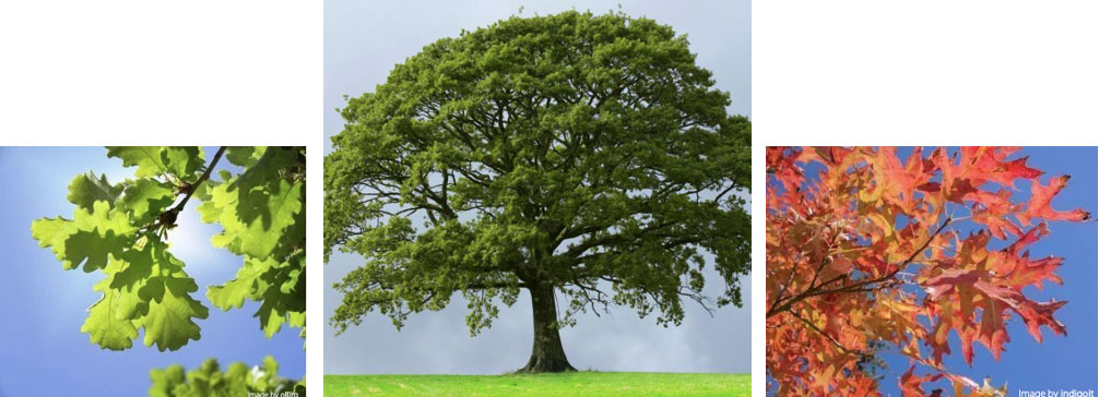 Left and right photos by indigolt, at gardeningknowhow.com Center photo: sawtooth oak tree, at pixiesgarden.com
