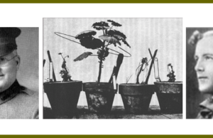 Electric-Medicine Theories, Part 1: Crile, Burr, Becker, Lakhovsky