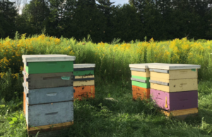 What Does Justice Call For, in Regard to the Bee Genocide?