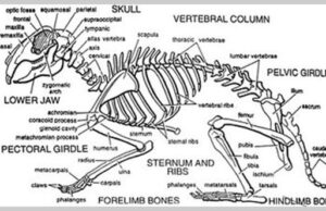 Everybody Knows, Part 17: Was the Thalidomide Tragedy Intentional? (L) Dr Wm McBride, Photo: Telegraph.co.uk (C) skeleton of a rabbit, Photo: disabledrabbits.com (R) Dr Doulas Keeping of Queensland