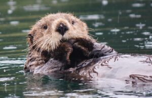Otters, Tankers, Taxes, Printing Money and Governmints
