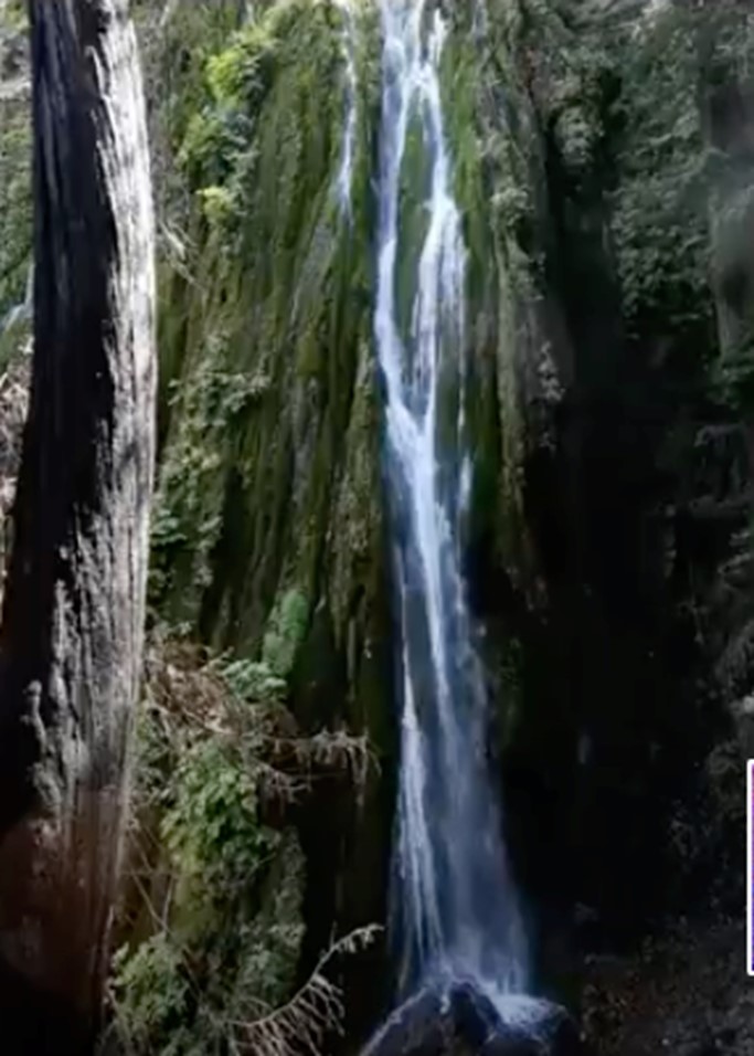 Photo by Robert, of water in a tree in California