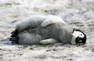 Fake Extinction Event vs. Real