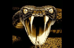 (No) Diplomatic Community For WHO, WEF, and GAVI