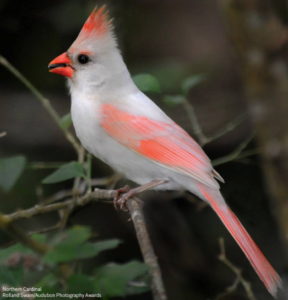 A not-very-red cardinal