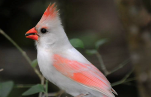 Operation Piebald, Part 3: A Citizen-Led Grand Jury A not-very-red cardinal