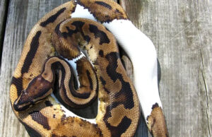 Operation Piebald, Part 4: We’ve Been Left to Our Own Devices A piebald ball python