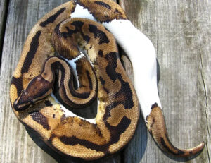 A piebald ball python