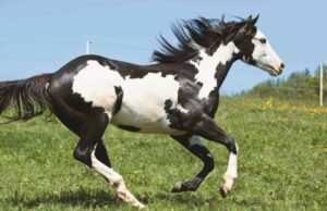 Operation Piebald, Part 2: Allocating Blame Logically for the Maui Fire and 9-11