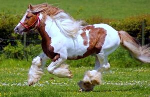 Operation Piebald — Part 1: The Maui Fire and 9-11