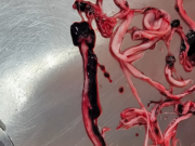 “What on Earth Are We Seeing Here?”