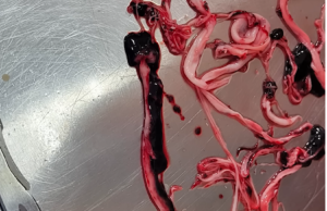 “What on Earth Are We Seeing Here?”