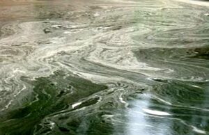 Spiritual and Biological War Against the “Scum…”