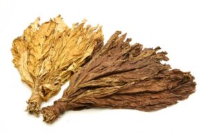 The Miracle of Nicotine